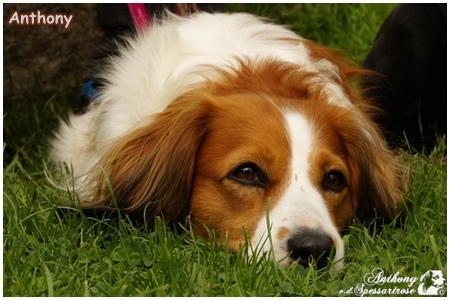 Kooikerhondje von der Spessartrose