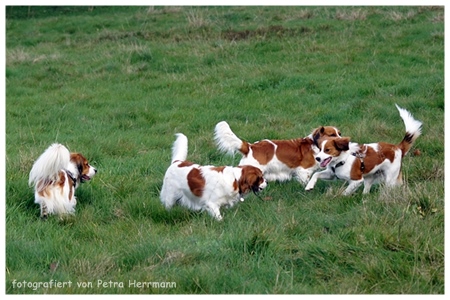 Kooikerhondje von der Spessartrose