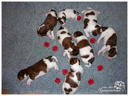 Kooikerhondje von der Spessartrose