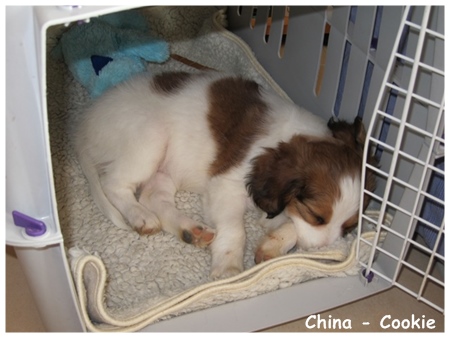 Kooikerhondje von der Spessartrose