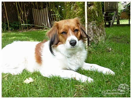 Kooikerhondje von der Spessartrose