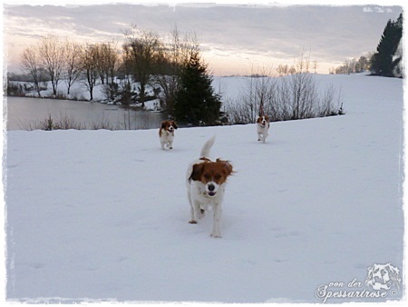 Kooikerhondje von der Spessartrose