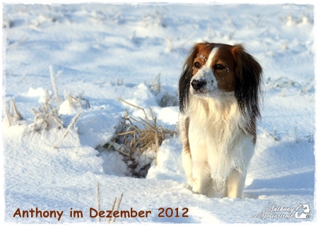 Kooikerhondje von der Spessartrose