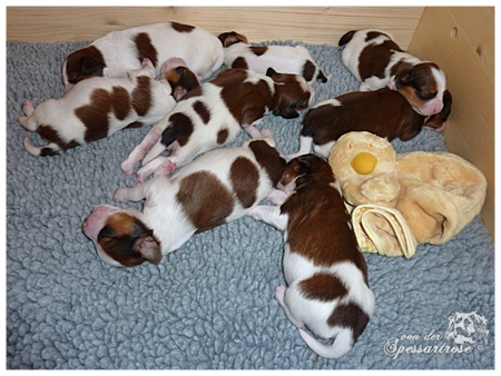 Kooikerhondje von der Spessartrose
