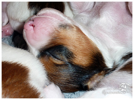 Kooikerhondje von der Spessartrose