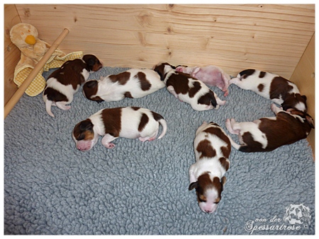 Kooikerhondje von der Spessartrose