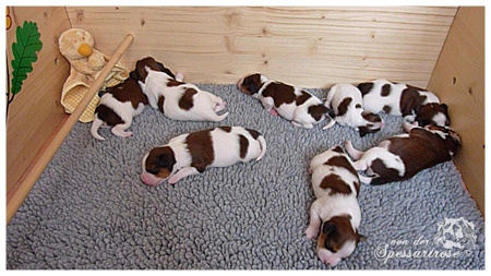 Kooikerhondje von der Spessartrose