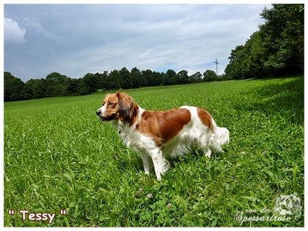 Kooikerhondje von der Spessartrose / Rhön