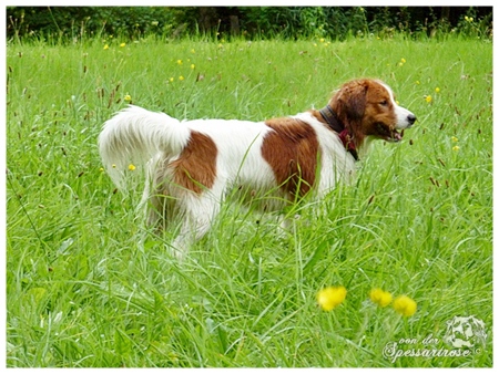 Kooikerhondje von der Spessartrose