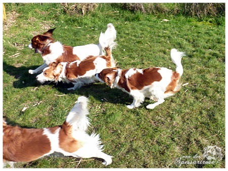 Kooikerhondje von der Spessartrose