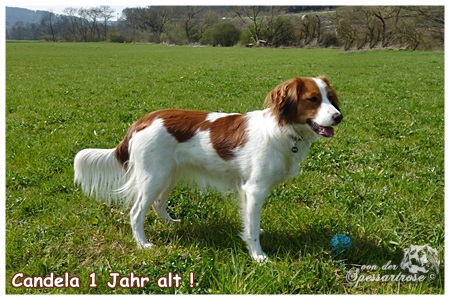 Kooikerhondje von der Spessartrose