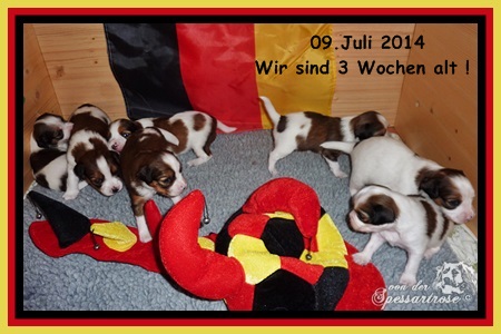 Kooikerhondje von der Spessartrose