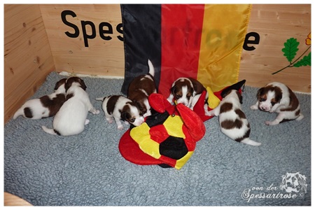 Kooikerhondje von der Spessartrose