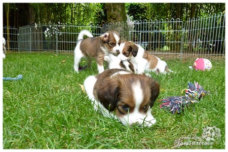 Kooikerhondje von der Spessartrose