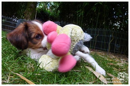 Kooikerhondje von der Spessartrose