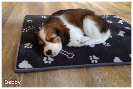 Kooikerhondje von der Spessartrose