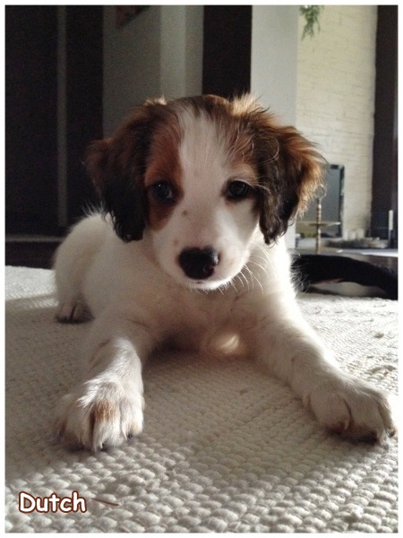 Kooikerhondje von der Spessartrose