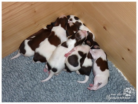 Kooikerhondje von der Spessartrose