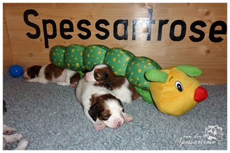 Kooikerhondje von der Spessartrose