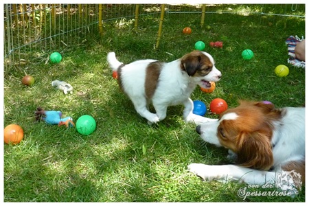 Kooikerhondje von der Spessartrose