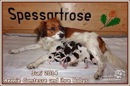 Kooikerhondje von der Spessartrose