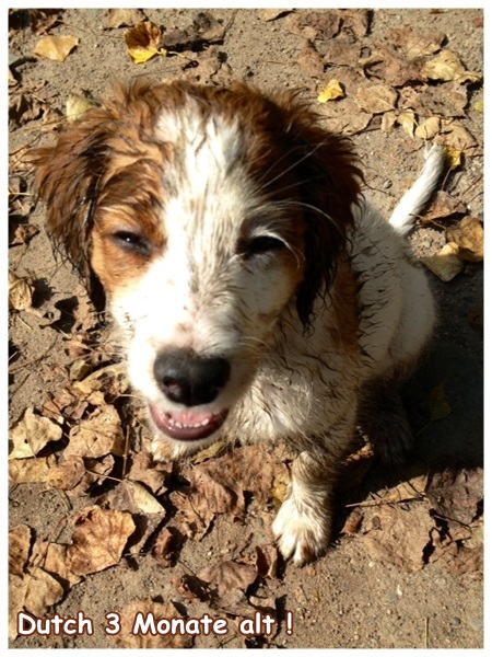 Kooikerhondje von der Spessartrose