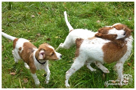 Kooikerhondje von der Spessartrose
