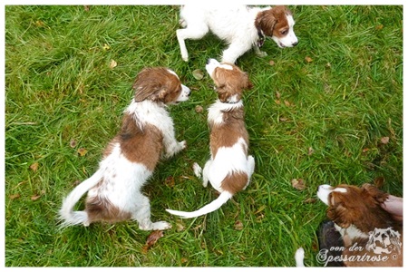 Kooikerhondje von der Spessartrose
