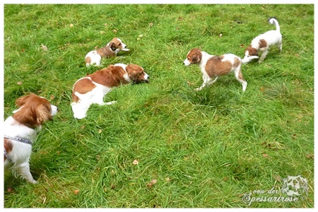 Kooikerhondje von der Spessartrose