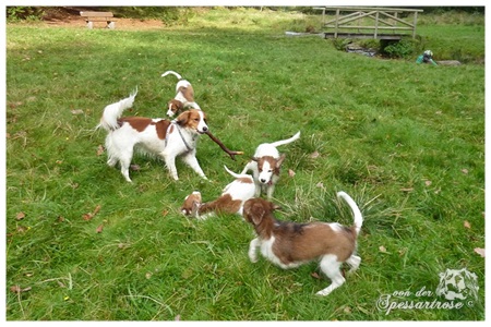 Kooikerhondje von der Spessartrose