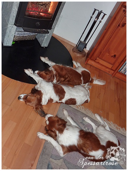 Kooikerhondje von der Spessartrose