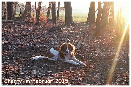 Kooikerhondje von der Spessartrose