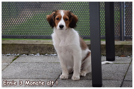 Kooikerhondje von der Spessartrose
