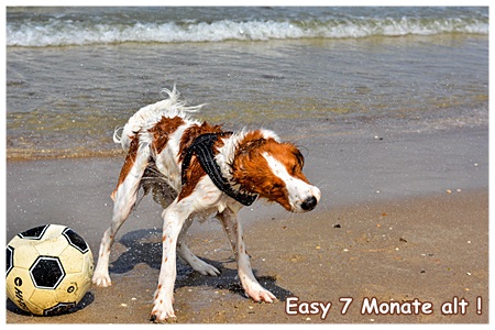 Kooikerhondje von der Spessartrose
