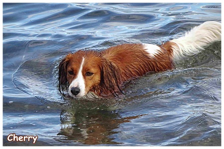 Kooikerhondje von der Spessartrose