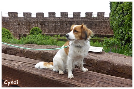 Kooikerhondje von der Spessartrose