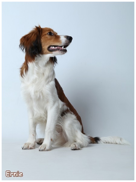 Kooikerhondje von der Spessartrose
