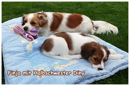 Kooikerhondje von der Spessartrose
