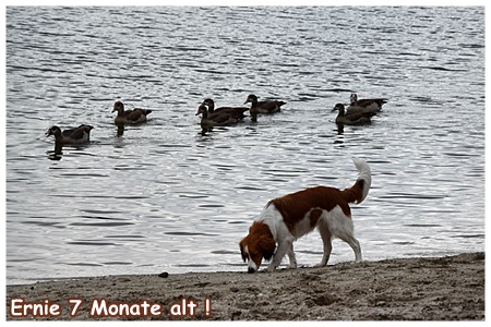 Kooikerhondje von Spessartrose