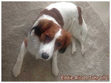 Kooikerhondje von der Spessartrose