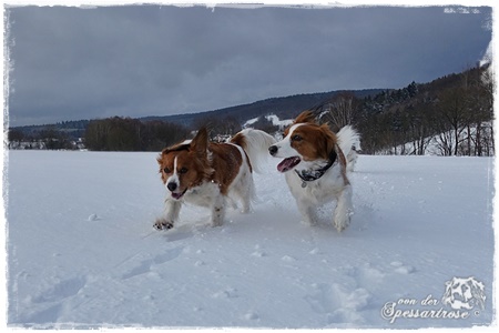 Kooikerhondje von der Spessartrose