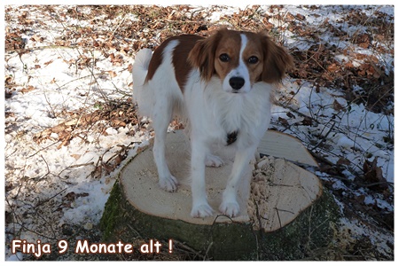 Kooikerhondje von der Spessartrose