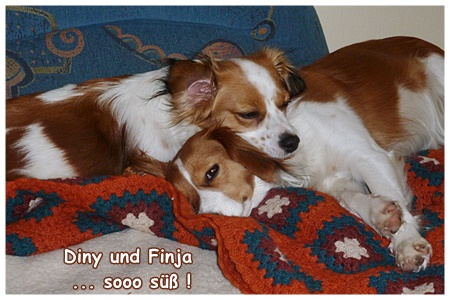 Kooikerhondje von der Spessartrose