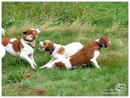Kooikerhondje von der Spessartrose