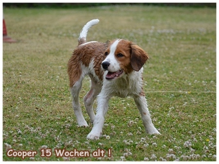Kooikerhondje von der Spessartrose