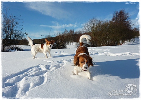 Kooikerhondje von der Spessartrose