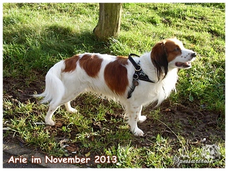 Kooikerhondje von der Spessartrose